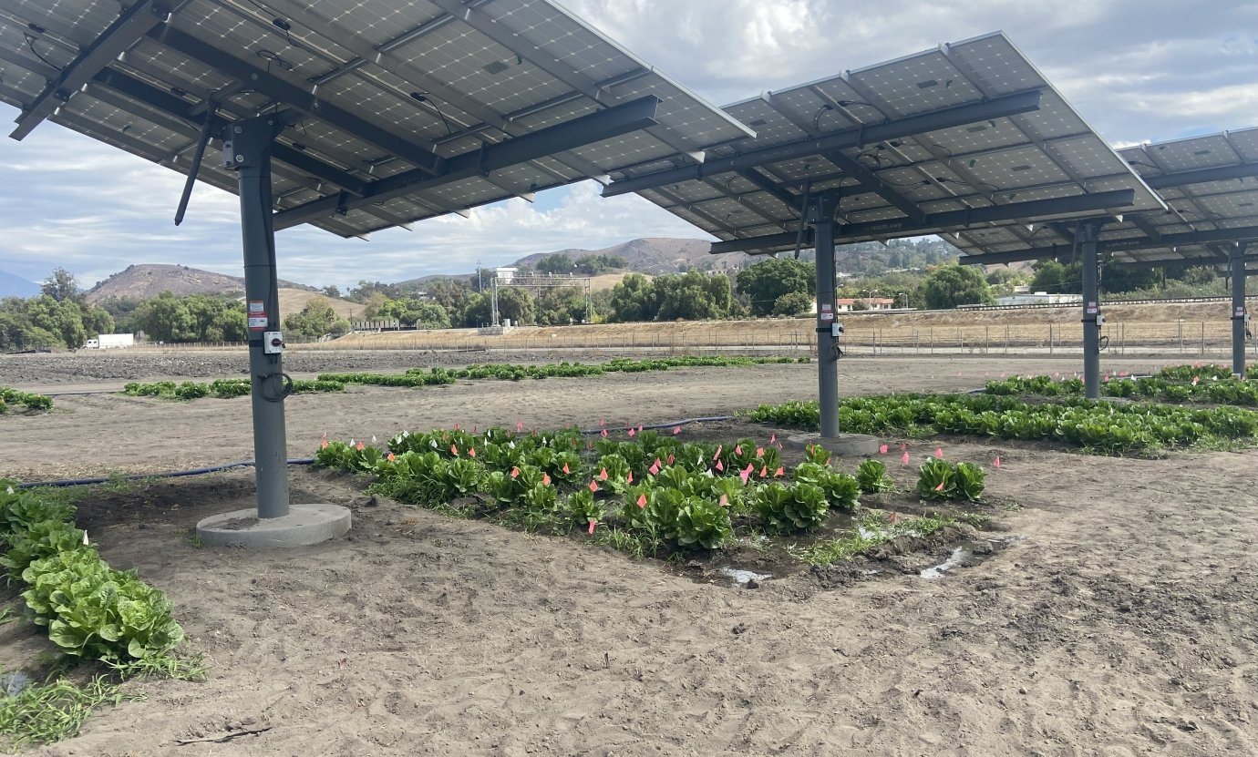 Rows of lettuce growing under elevated monofacial solar panels, with experimental plot flags