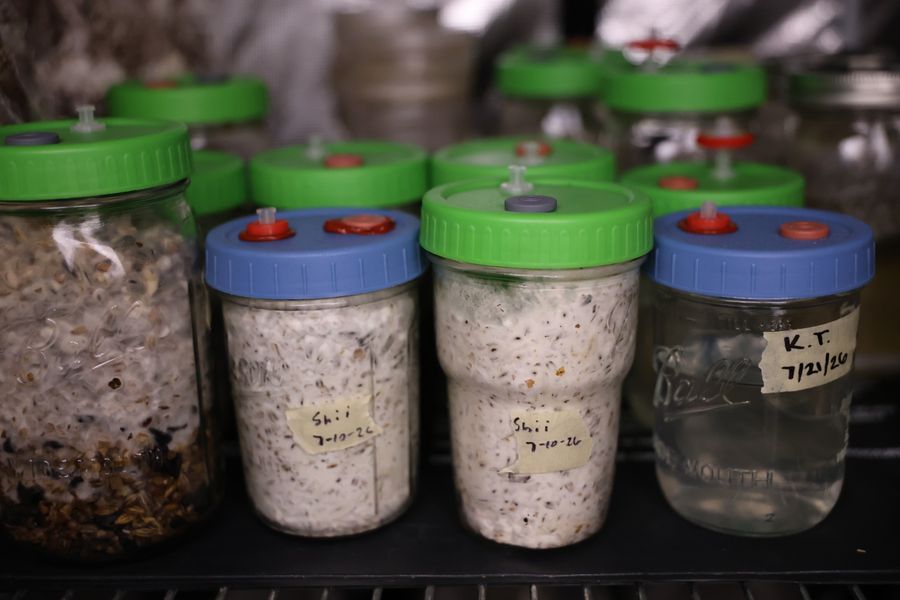 Grain spawn jars labeled by species and date