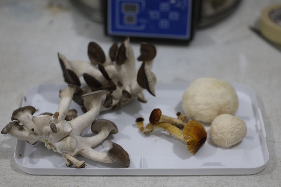A tray of harvested oyster, lion's mane, and other mushrooms