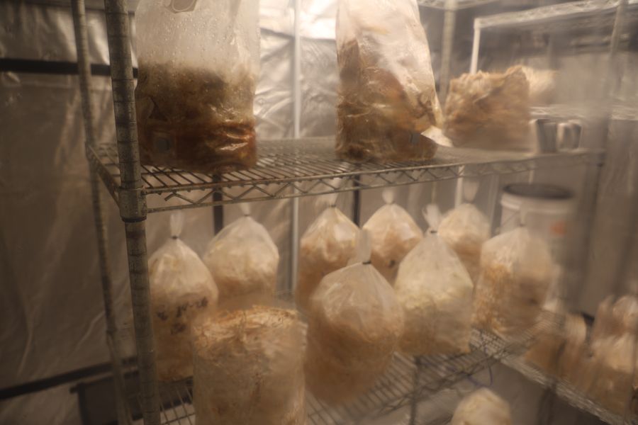 Shelves of mushroom grow bags fruiting in the production room
